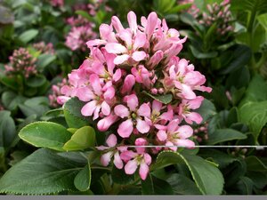 Escallonia Pink Elle