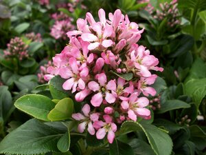 Escallonia Pink Elle