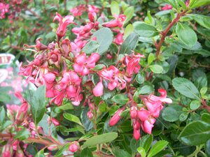 Escallonia Red Dream