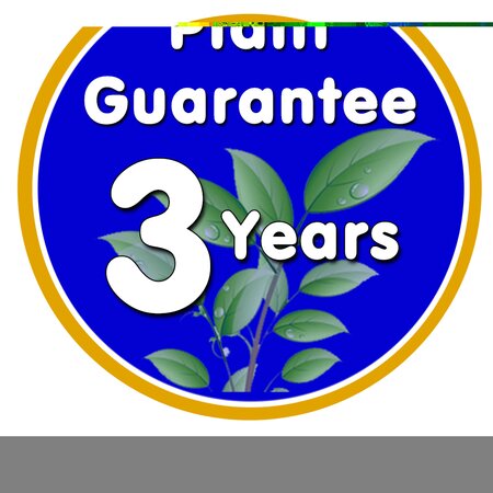 Escallonia Red Dream