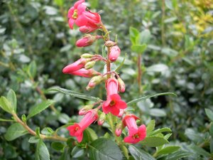 Escallonia rubra Crimson Spire