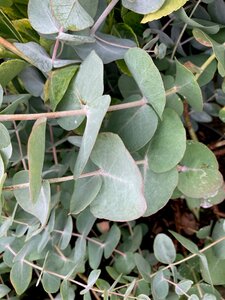 Eucalyptus cinerea Silver Dollar