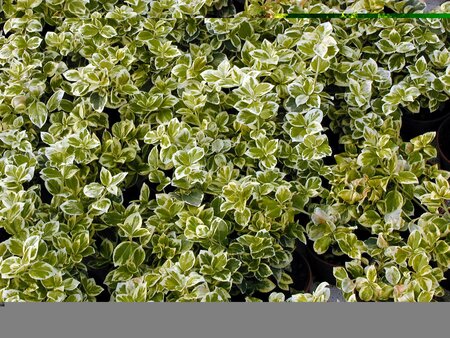Euonymus for. Emerald Gaiety - image 1