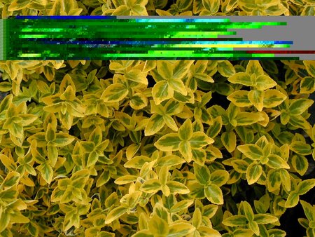 Euonymus for. Emerald n Gold - image 1