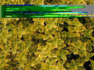 Euonymus for. Emerald n Gold