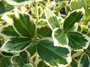 Euonymus fort. Silver Queen