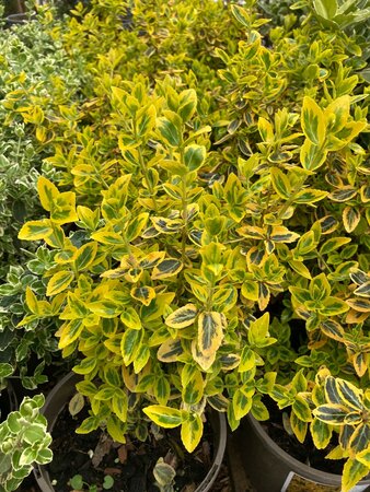 Euonymus fortunei Emerald n Gold - image 2