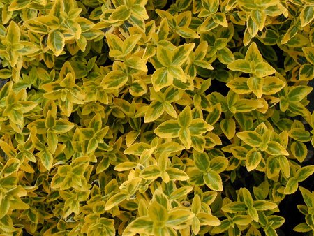 Euonymus fortunei Emerald n Gold - image 1