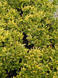 Euonymus jap Aureo Marginatus