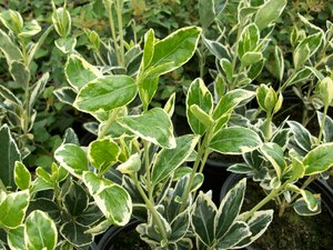 Euonymus jap. Bravo - image 1