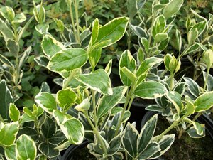 Euonymus jap. Bravo