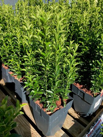 Euonymus jap Green Spire 17cm