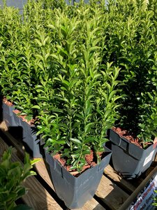 Euonymus jap Green Spire 17cm