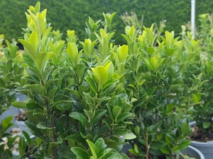 Euonymus jap. Green Spire