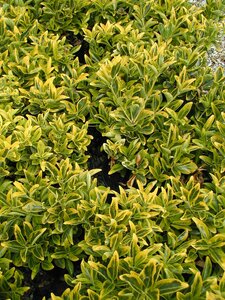Euonymus jap. Ovatus Aureus