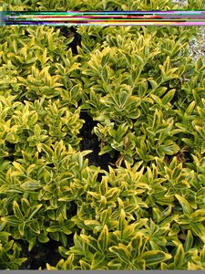 Euonymus jap. Ovatus Aureus