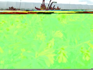 Euphorbia amy. Purpurea