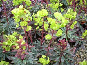 Euphorbia amy. Purpurea