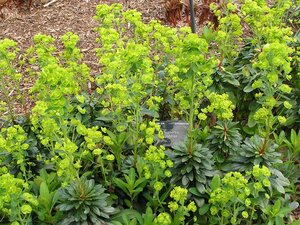 Euphorbia amy. ssp. Robbiae