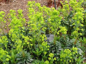 Euphorbia amy. ssp. Robbiae - image 1