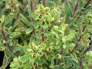 Euphorbia Ascot Rainbow