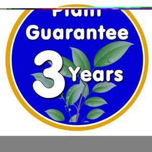 Euphorbia Ascot Rainbow