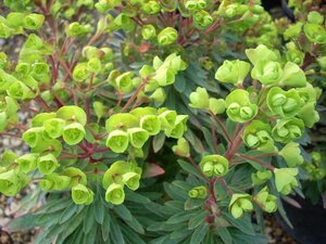 Euphorbia Red Wing