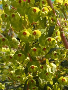 Euphorbia X Martinii - image 1