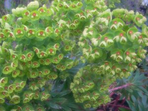 Euphorbia X Martinii - image 2