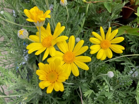Euryops pectinatus