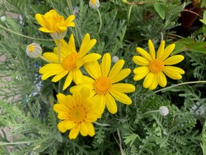 Euryops pectinatus