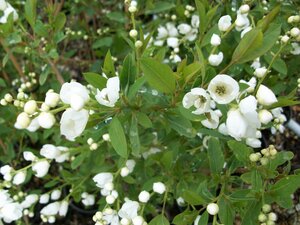 Exochorda x m. The Bride