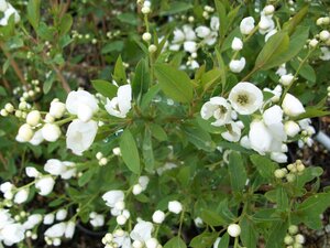Exochorda x m. The Bride