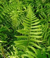 Ferns