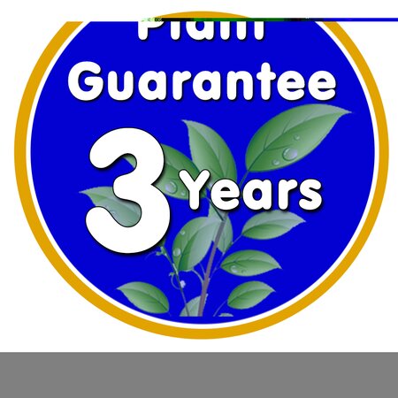 Festuca cinerea Festina - image 2