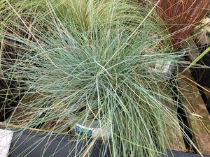 Festuca vales. Glaucantha