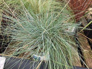 Festuca vales. Glaucantha
