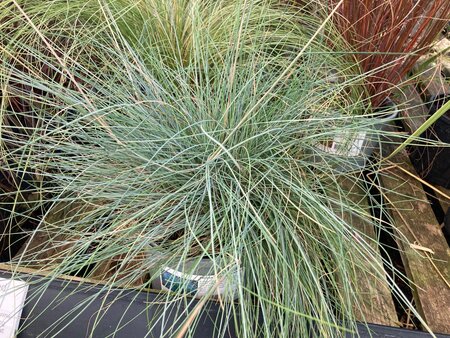 Festuca vales. Glaucantha - image 1