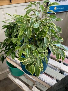 Ficus benjamina - image 1
