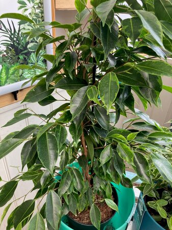 Ficus benjamina - image 2