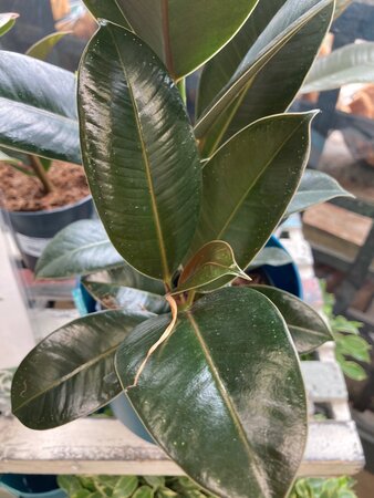 Ficus elastica - image 2