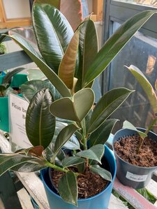 Ficus elastica