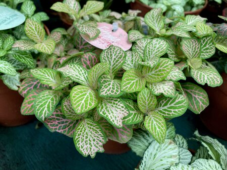 Fittonia - image 1