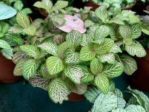 Fittonia - image 1