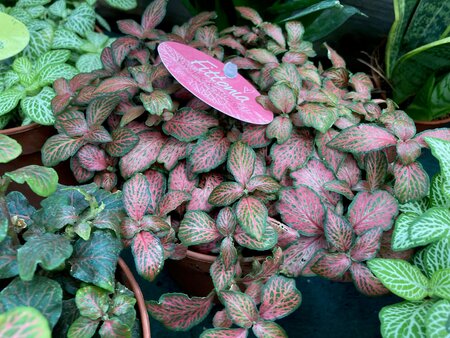 Fittonia - image 2