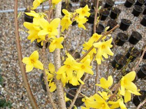Forsythia Gold Rush