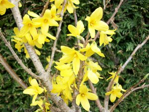 Forsythia x intermedia Lynwood