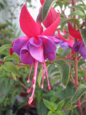 Fuchsia Dollar Princess - image 2