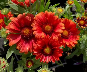 Gaillardia Arizona Red Shades