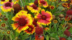 Gaillardia Goblin